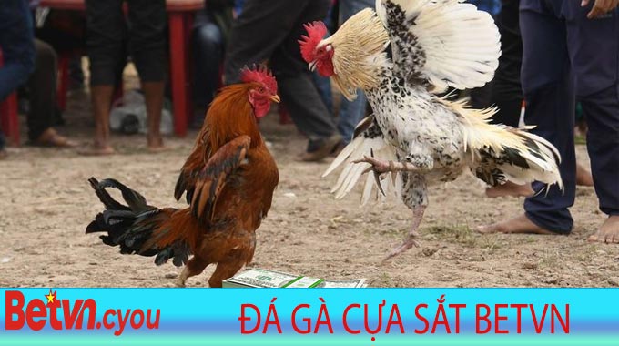 Đá Gà Cựa Sắt Betvn