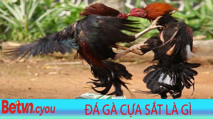 Đá Gà Cựa Sắt là gì