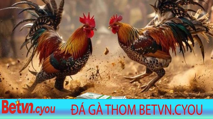 Đá Gà Thom Betvn.cyou