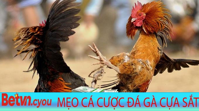 Mẹo cá cược Đá Gà Cựa Sắt