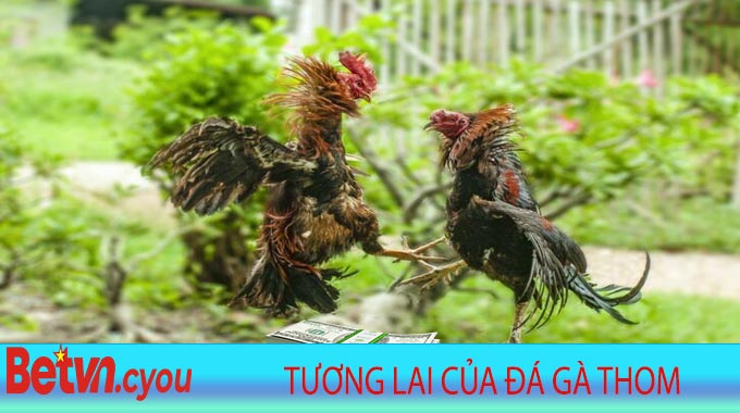 Tương lai của Đá Gà Thom