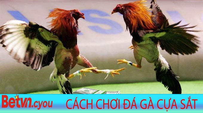 cách chơi Đá Gà Cựa Sắt